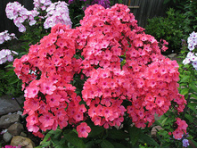 ����� ������� ���. ����.jpg