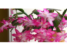 ����������� �������+/