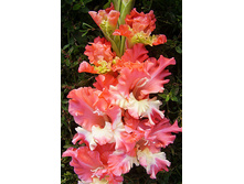 ��������� ����� ����� (Sunny Frizzle) ���-�� � �������� 10 ��., ���� �� �������� 85 ���..jpg