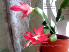 ����������� �������