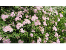 ������ ����