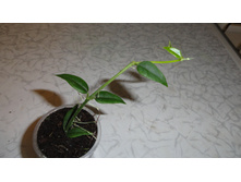 Hoya bella -  100 - 150  ���.