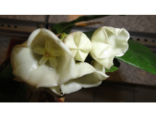 ����������� .....