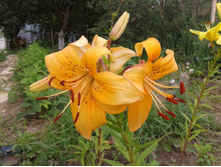 ����� ������-��������� (�ϣ ����)