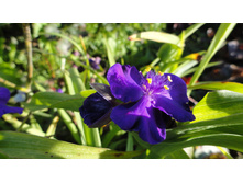 ������������ ���������