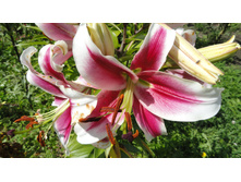 ����� ����