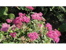 ������ ���� ����