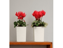 ���� ����� ����������� ������ � �������� 190*190*190