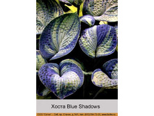 ����� Blue Shadows  ���� 323�.00�.