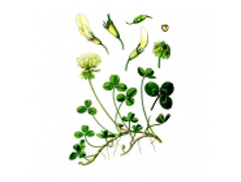 Klever lupinovyi thm.jpg