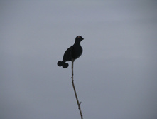 IMG 7488.jpg