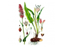 ����� �������, ������, 50� ������