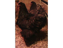 IMG 20160217 145127.JPG