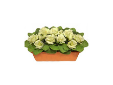 �215 ����������� ������ "���������"(�����) �215 ����������� ������ "���������"(�����) ------ �������	�215 �������,��	40 �� ����,���. (��)	1421.00