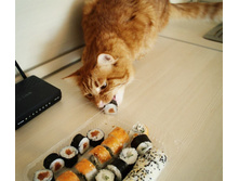 ����� ��������� �������