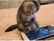 ����� ������ �� ���������