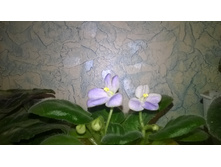 WP 20151101 17 17 55 Pro.jpg