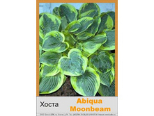 ����� Abiqua Moonbeam  ���� 103�