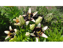 ����� . ����.