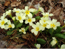 ������� ����� 50�