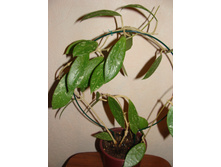 �. Sp.splash leaves, EPC-271