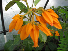 Juanolloa Mexicana, ���� �� ���������.