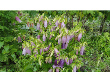 ����������� �������� �������