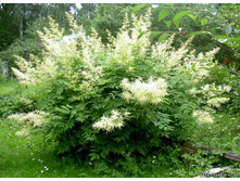 �������� (�������)