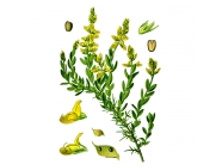 ����, �����, 50� ������������� ����