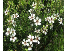 �������� ������� ������ 100 �� - 119 ���. � ������� 100 ��.jpg