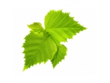 ��������� ����, ������, 50� ��������� ����