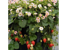 ����� 50.jpg