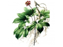 �������� ������, ��������� 25 �� ������