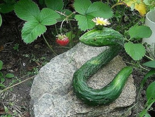 ������� ����� ������