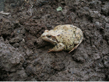 ������� ��������. �����!!!