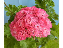 ���������� swanland pink