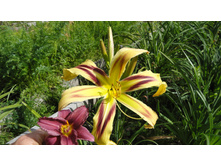 �������� ��������