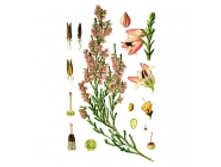 ������, �����, 50� �������