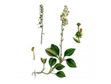 ������� �����, ������� ������, 50� ��������� ����