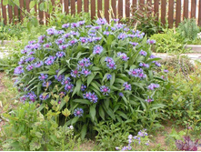 ������� 50�