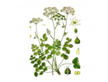 �������� �������������, �����, 50� ��������� ����