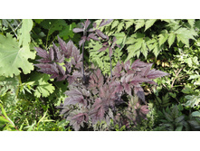 �������� ������