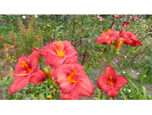 ������ �����