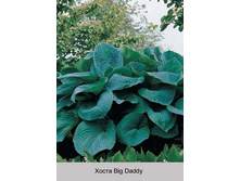 ����� Big Daddy  ���� 127�.00�.