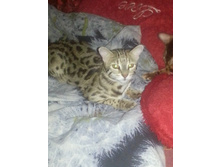 ����� �� ��� ���������