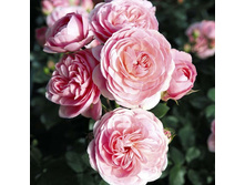 8207585.Bailando - 5-82.jpg