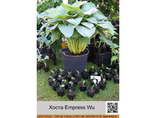 ����� Empress Wu  ���� 398�.00�.