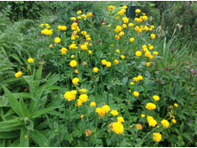 ����� ��������