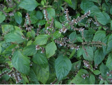 ������� ����� ������ 131+%. � ������� 2 ��.jpg