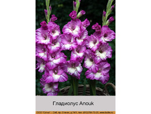 ��������� Anouk ���� 1 �� 13�.00�.